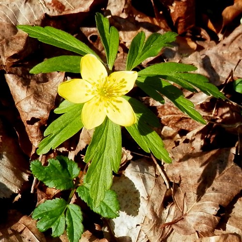 Anemone ranunculoides [L.]Em Nature-Guide de RikenMon