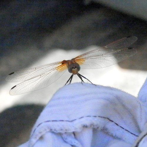 Sympetrum flaveolum [L.]En la Guía-Naturaleza de RikenMon