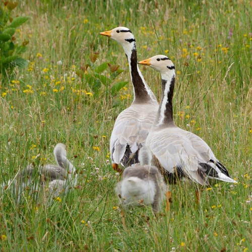 Oie à tête barréeSur le Nature-Guide de RikenMon