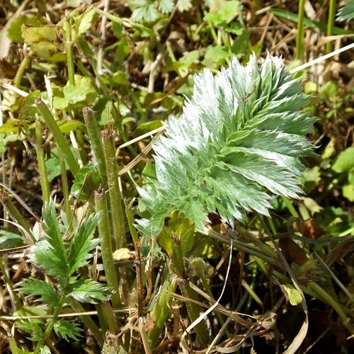 Potentilla anserina [L.]su guida naturalistica di RikenMon