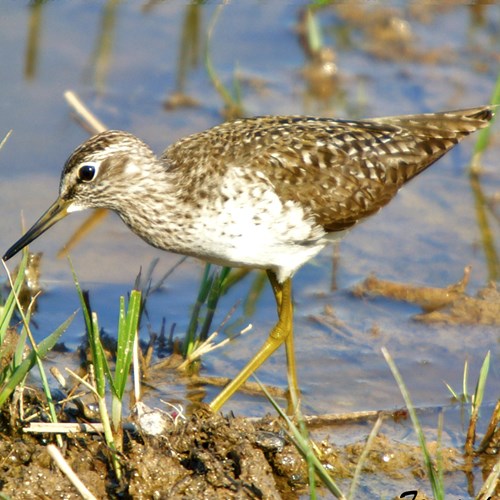 BruchwasserläuferAuf RikenMons Nature-Guide