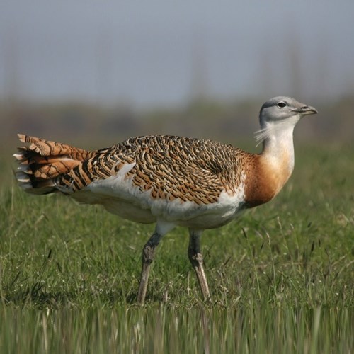 Grote trapop RikenMon's Natuurgids