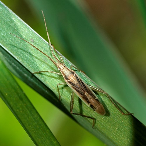 Stenodema laevigatum [L.]на Nature-Guide RikenMon в