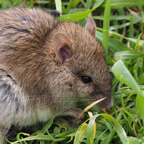 Zwarte ratop RikenMon's Natuurgids