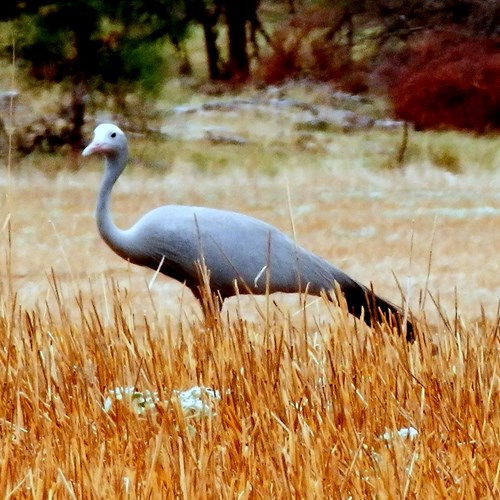 Paradijskraanvogelop RikenMon's Natuurgids