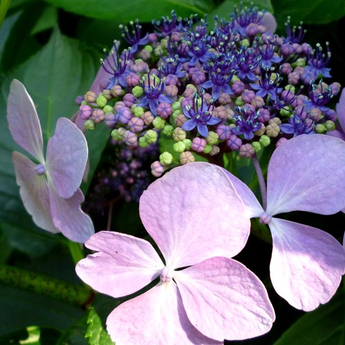 Hydrangea Macrophylla [L.]su guida naturalistica di RikenMon