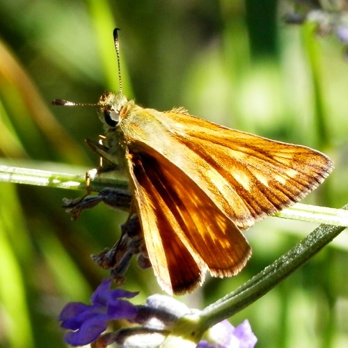 Ochlodes sylvanus [L.]En la Guía-Naturaleza de RikenMon