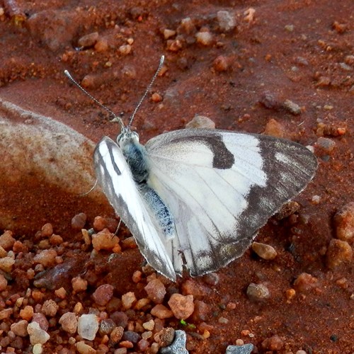 Belenois gidica [L.]Sur le Nature-Guide de RikenMon