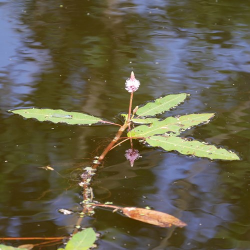 Veenwortelop RikenMon's Natuurgids