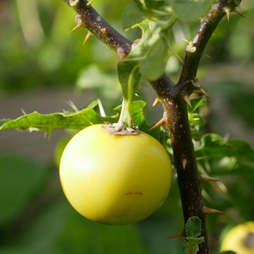 Solanum sodomaeum [L.]在RikenMon的自然指南