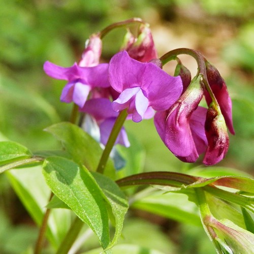 Lathyrus vernus [L.]En la Guía-Naturaleza de RikenMon