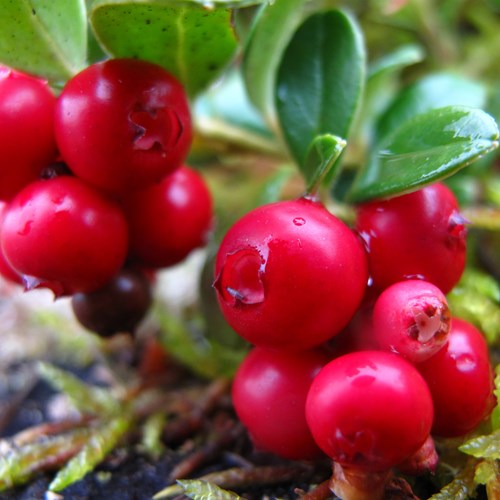 Vaccinium vitis-idaea [L.]Em Nature-Guide de RikenMon