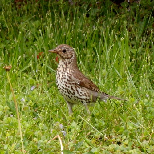 Tordelasu guida naturalistica di RikenMon