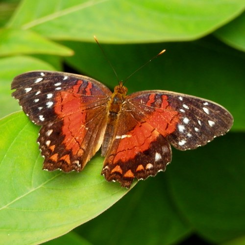 Anartia amathea [L.]Sur le Nature-Guide de RikenMon