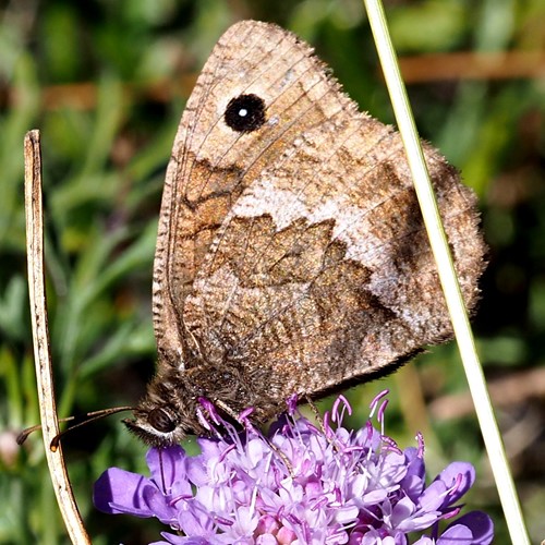 Satyrus actaea [L.]su guida naturalistica di RikenMon