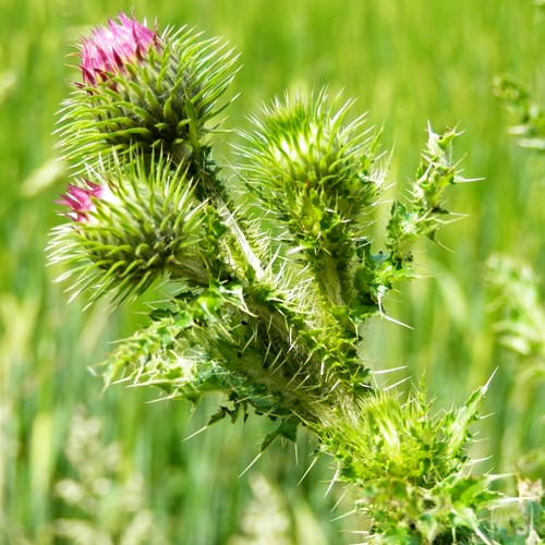 Carduus acanthoides [L.]En la Guía-Naturaleza de RikenMon