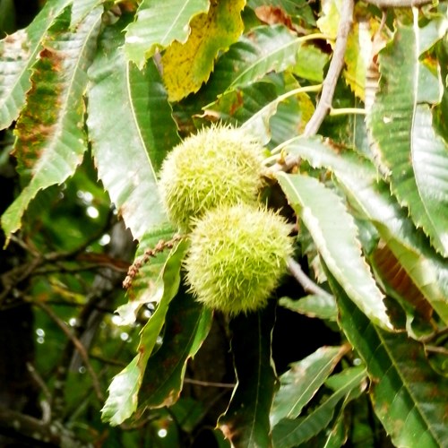 Castagno europeosu guida naturalistica di RikenMon