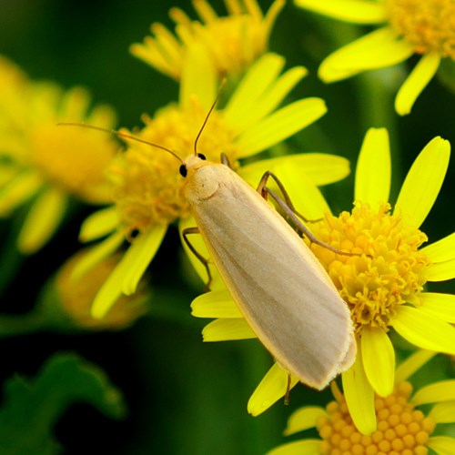 Eilema griseola [L.]su guida naturalistica di RikenMon