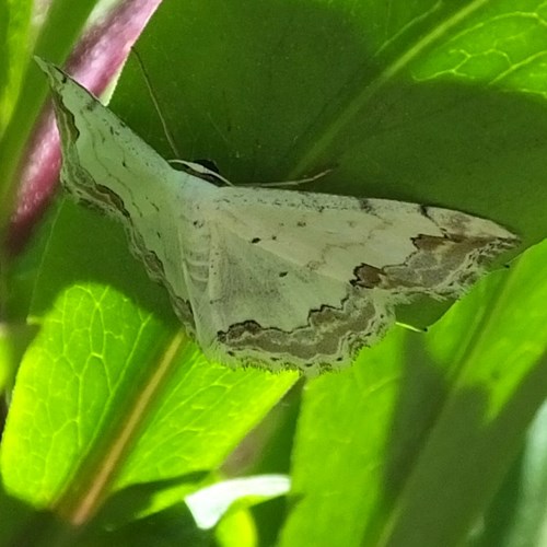 Scopula decorata [L.]在RikenMon的自然指南