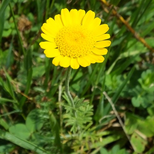 Anthemis tinctoria [L.]su guida naturalistica di RikenMon