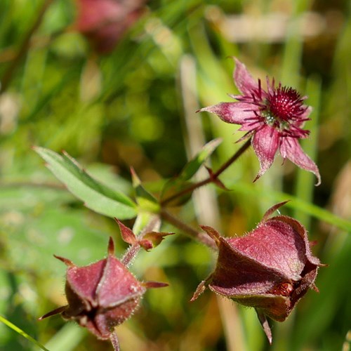 Potentilla palustris [L.]Em Nature-Guide de RikenMon