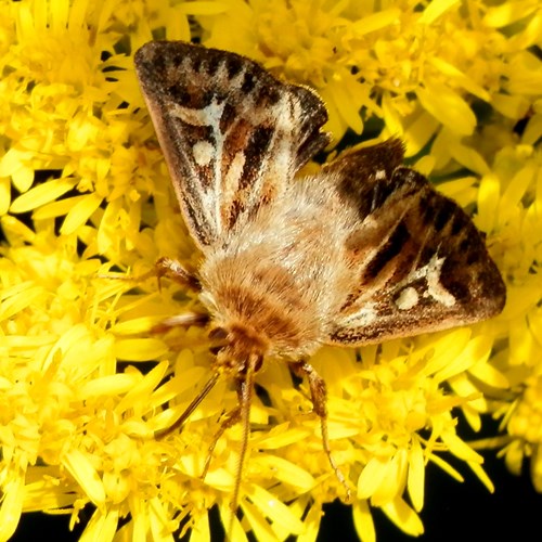 Bonte grasuilop RikenMon's Natuurgids