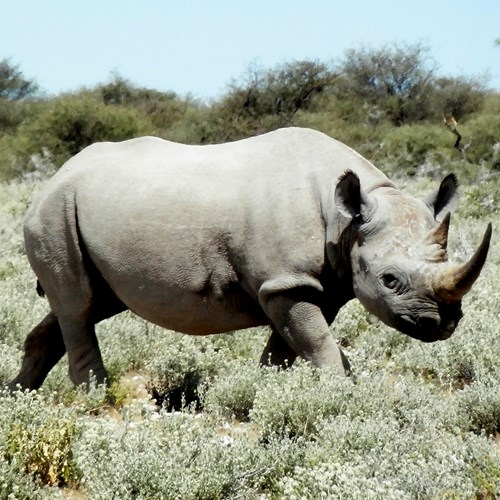 Black rhinoceroson RikenMon's Nature-Guide