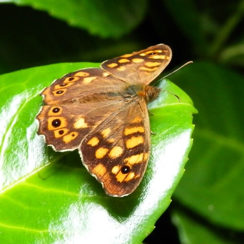 帕眼蝶在RikenMon的自然指南