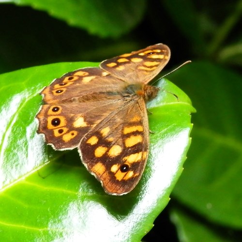 Pararge aegeria [L.]su guida naturalistica di RikenMon