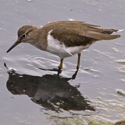 FlussuferläuferAuf RikenMons Nature-Guide