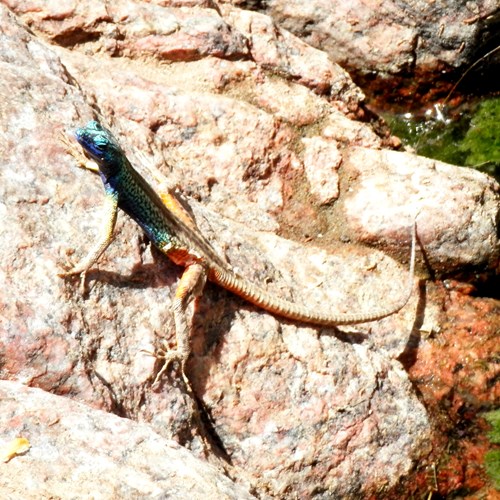 Platysaurus intermedius [L.]su guida naturalistica di RikenMon