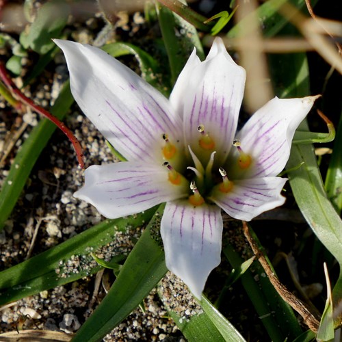 Androcymbium europaeum [L.]Sur le Nature-Guide de RikenMon