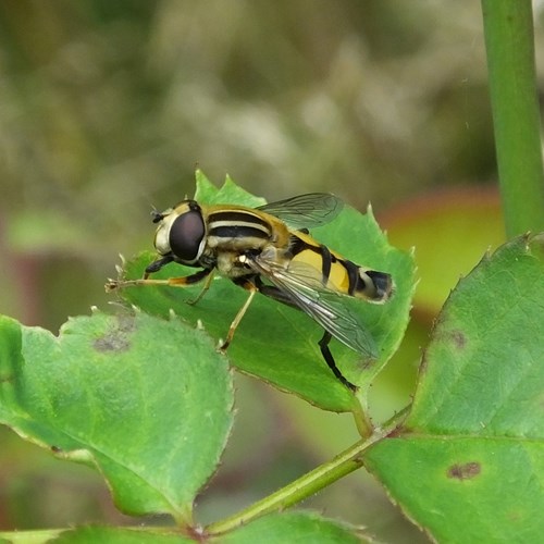 Helophilus trivittatus [L.]在RikenMon的自然指南