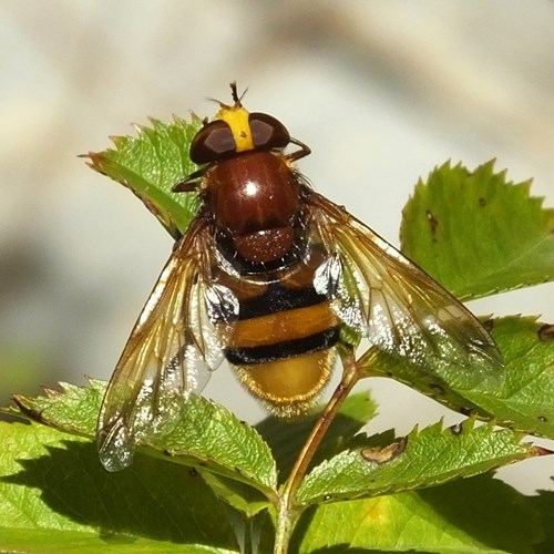 Volucella zonaria [L.]su guida naturalistica di RikenMon