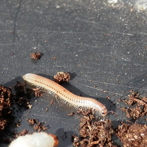 Gespikkelde miljoenpootop RikenMon's Natuurgids