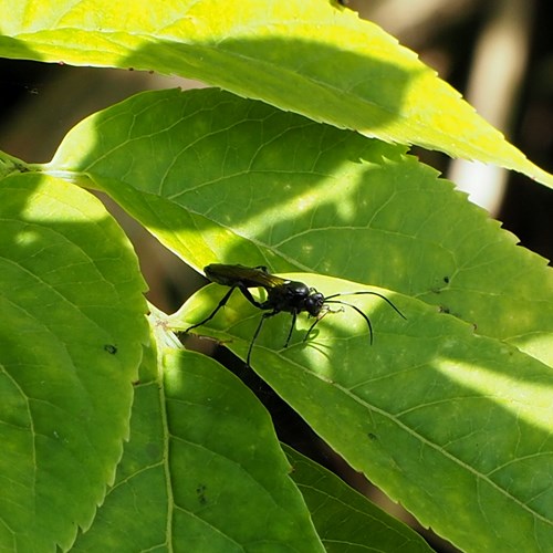 Chasmias lugens [L.]En la Guía-Naturaleza de RikenMon