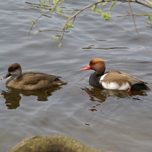 Red-crested pochardon RikenMon's Nature-Guide