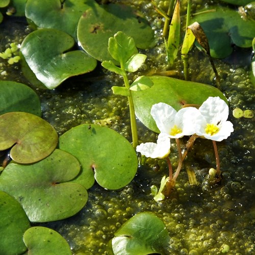 Hydrocharis morsus-ranae [L.]En la Guía-Naturaleza de RikenMon