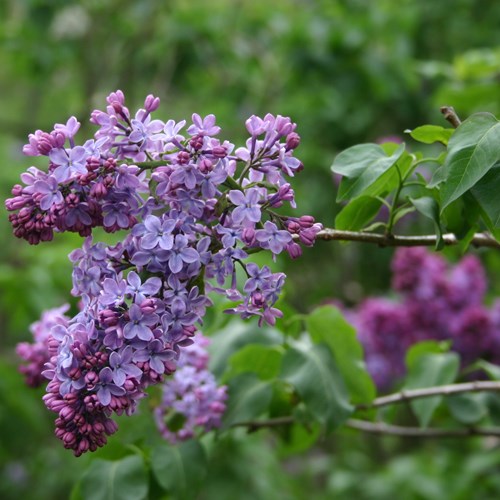 Syringa vulgaris [L.]Em Nature-Guide de RikenMon