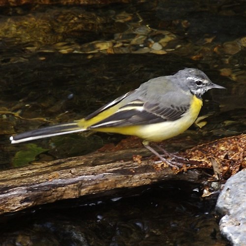 Grote gele kwikstaartop RikenMon's Natuurgids