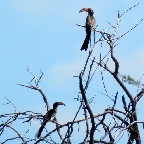 Monteiro's hornbillon RikenMon's Nature-Guide