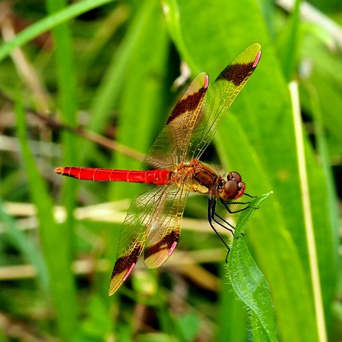 Sympetrum pedemontanum [L.]Em Nature-Guide de RikenMon