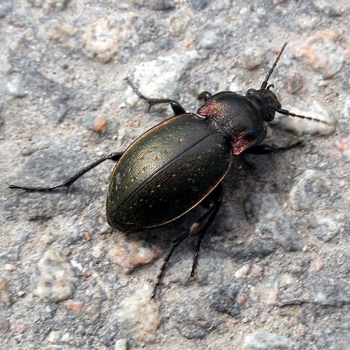 Carabus nemoralis [L.]Em Nature-Guide de RikenMon