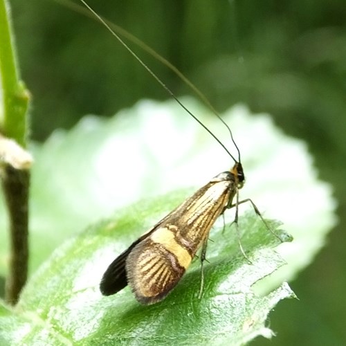 Nemophora degeerella [L.]En la Guía-Naturaleza de RikenMon