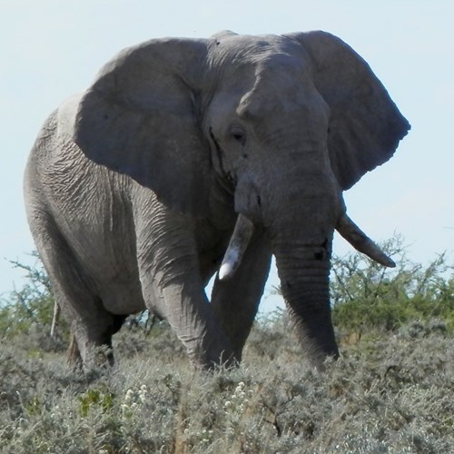 Elefante africano de sabana En la Guía-Naturaleza de RikenMon