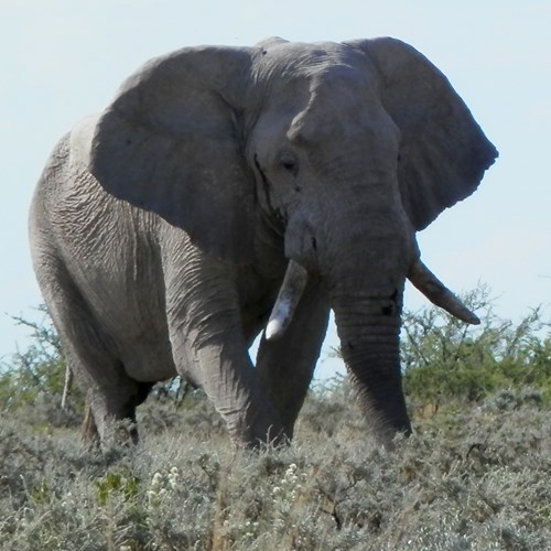 African bush elephanton RikenMon's Nature-Guide