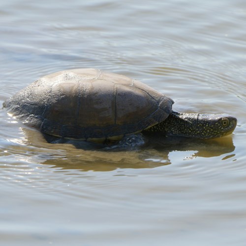 Europäische SumpfschildkröteAuf RikenMons Nature-Guide