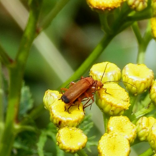 Red soldier beetleon RikenMon's Nature-Guide