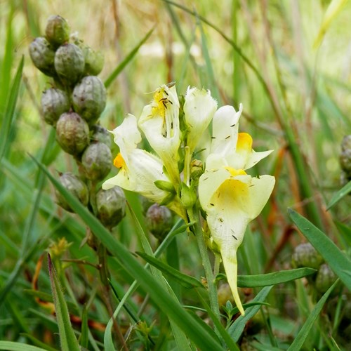 Linaria vulgaris [L.]Em Nature-Guide de RikenMon