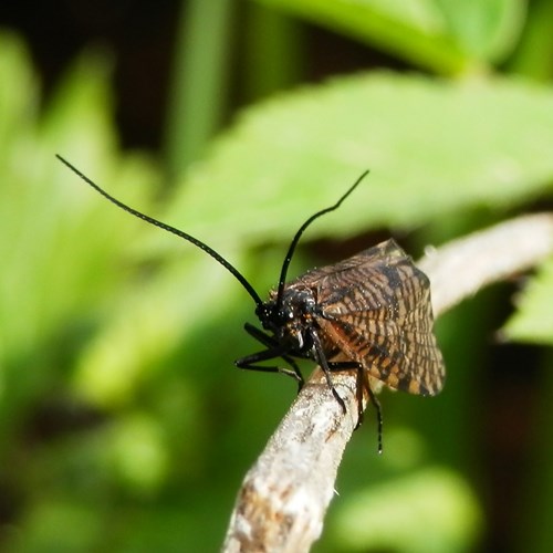 Hagenella clathrata [L.]op RikenMon's Natuurgids